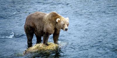 im a bear
